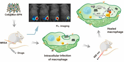 Mannan-functionalized black phosphorus nanosheets mediate the targeted elimination of intracellular bacteria via combined phototherapy
