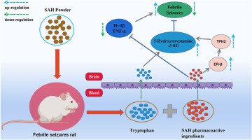 The anticonvulsant effect of saiga horn on febrile seizures by regulating brain serotonin content and inhibiting neuroinflammation