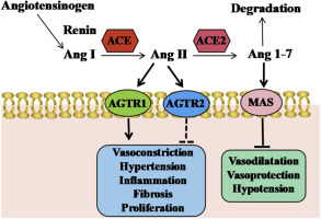 Anti-hypertension effect of Wuwei Jiangya decoction via ACE2/Ang1-7/MAS signaling pathway in SHR based on network degree-distribution analysis