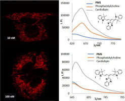 Combination of quinoxaline with pentamethinium system: Mitochondrial staining and targeting