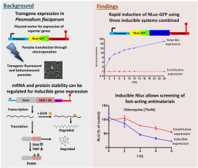 Conditional expression of NanoLuc luciferase through a multimodular system offers rapid detection of antimalarial drug activity