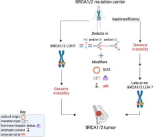 BRCA1/2 haploinsufficiency: exploring the impact of losing one allele