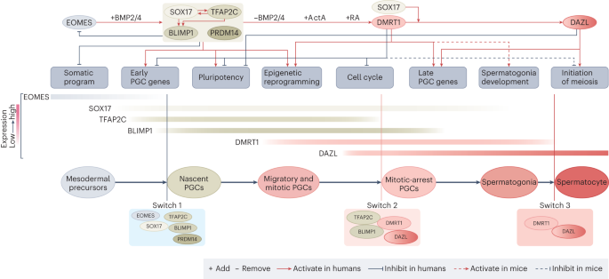 DMRT1 drives the human germline forward