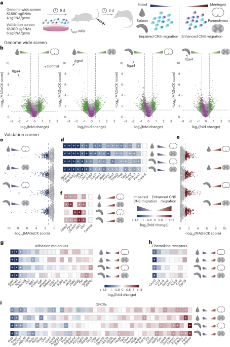 A genome-wide in vivo CRISPR screen identifies essential regulators of T cell migration to the CNS in a multiple sclerosis model