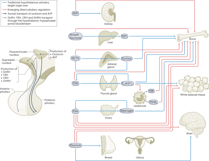Pituitary crosstalk with bone, adipose tissue and brain