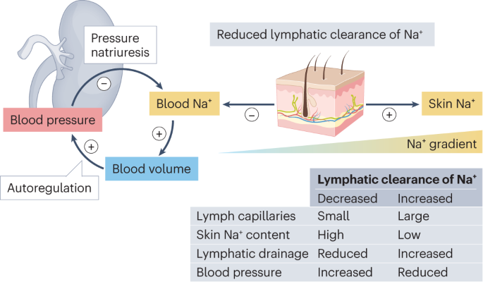 Lymph vessels, Na+ and the teleological science of hypertension