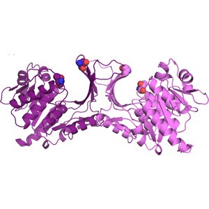 Crystal structures of human and mouse ketohexokinase provide a structural basis for species- and isoform-selective inhibitor design