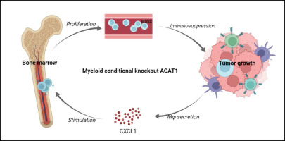 ACAT1 deficiency in myeloid cells promotes glioblastoma progression by enhancing accumulation of myeloid-derived suppressors cells metabolism