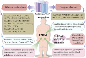 Metabolic basis of solute carrier transporters in treatment of type 2 diabetes mellitus