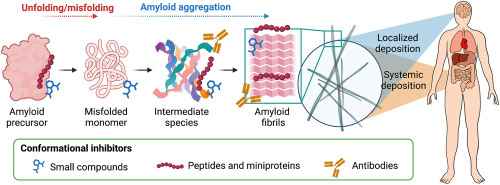 Conformational inhibitors of protein aggregation