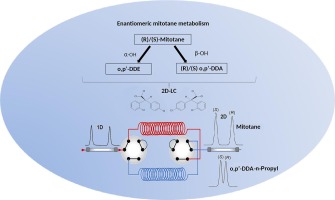Two-dimensional chromatography for enantiomeric analysis of mitotane and its metabolite o,p′-DDA in patients with adrenocortical carcinoma indicates enantioselective metabolism