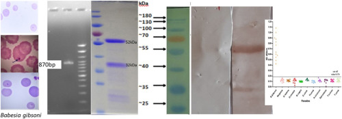 Evaluation of recombinant Babesia gibsoni thrombospondin-related adhesive protein (BgTRAP) for the sero-diagnosis of canine babesiosis