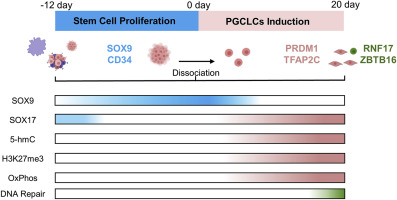 Induced differentiation of primordial germ cell like cells from SOX9+ porcine skin derived stem cells