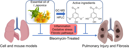 Essential oil from Inula japonica Thunb. And its phenolic constituents ameliorate pulmonary injury and fibrosis in bleomycin-treated mice