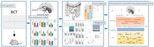 Efficacy and mechanism study of Baichanting compound, a combination of Acanthopanax senticosus (Rupr. and Maxim.) Harms, Paeonia lactiflora Pall and Uncaria rhynchophylla (Miq.) Miq. ex Havil, on Parkinson's disease based on metagenomics and metabolomics