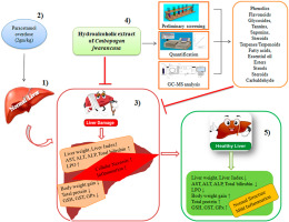 Isolation and characterization of bioactive components from hydroalcoholic extract of Cymbopogon jwarancusa (Jones) Schult. to evaluate its hepatoprotective activity