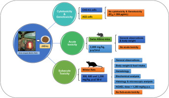 Evaluation of the toxicity of the hydroethanolic extract of the stem bark of Virola elongata (Benth.) Warb. in in vitro and in vivo models