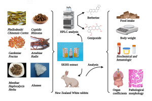Acute and 90-day toxicological safety assessment of Shang-Ke-Huang-Shui lotion in New Zealand White rabbits