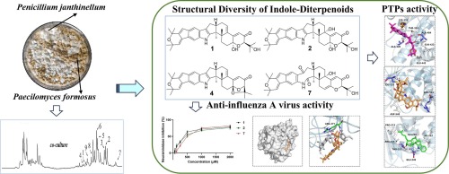 Structural diversity and biological activities of indole-diterpenoids from Penicillium janthinellum by co-culture with Paecilomyces formosus