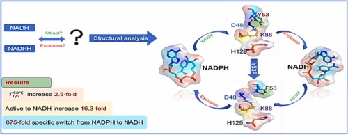 Specific coenzyme preference switching for an aldo-keto reductase that synthesizes the chiral intermediate of duloxetine