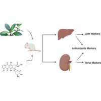 ﻿Vernonia amygdalina protects against doxorubicin-induced hepatic and renal damage in rats: mechanistic insights