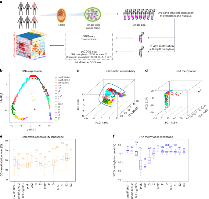 Single-cell multi-omics sequencing of human spermatogenesis reveals a DNA demethylation event associated with male meiotic recombination