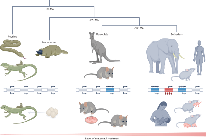 Imprinted genes and the manipulation of parenting in mammals