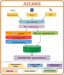 ASCARIS: Positional Feature Annotation and Protein Structure-Based Representation of Single Amino Acid Variations