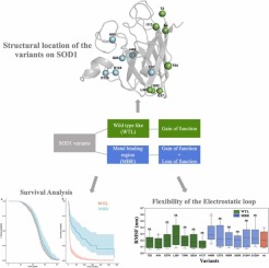 Molecular dynamics analysis of Superoxide Dismutase 1 mutations suggests decoupling between mechanisms underlying ALS onset and progression