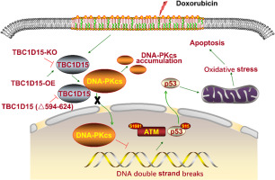 TBC1D15 deficiency protects against doxorubicin cardiotoxicity via inhibiting DNA-PKcs cytosolic retention and DNA damage