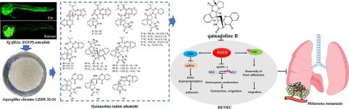 Indoloquinazoline alkaloids suppress angiogenesis and inhibit metastasis of melanoma cells