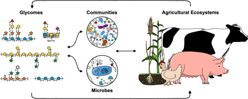Carbohydrate flow through agricultural ecosystems: Implications for synthesis and microbial conversion of carbohydrates