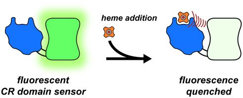 Development and atomic structure of a new fluorescence-based sensor to probe heme transfer in bacterial pathogens