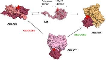 Interactions of human mitochondrial Ferredoxin 1 (Adrenodoxin) by NMR; modulation by cytochrome P450 substrate and by truncation of the C-terminal tail