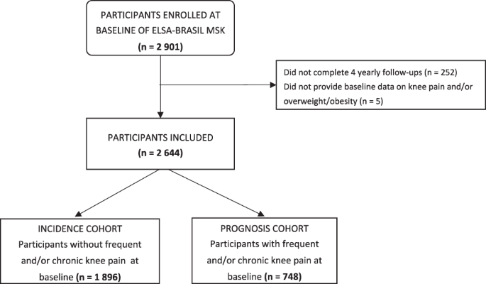 Obesity and the risk of multiple or severe frequent knee pain episodes: a 4-year follow-up of the ELSA-Brasil MSK cohort