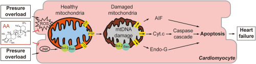 Asiatic acid protects against pressure overload-induced heart failure in mice by inhibiting mitochondria-dependent apoptosis