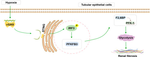 cGAS-STING signaling pathway promotes hypoxia-induced renal fibrosis by regulating PFKFB3-mediated glycolysis
