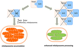 Nrf2 depletion in the context of loss-of-function Keap1 leads to mitolysosome accumulation