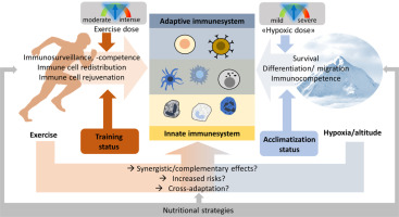 Immune consequences of exercise in hypoxia: A narrative review