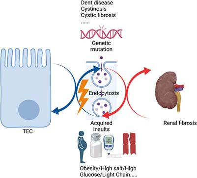 Emerging roles of proximal tubular endocytosis in renal fibrosis