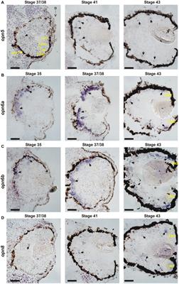 Cell-type expression and activation by light of neuropsins in the developing and mature Xenopus retina