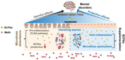 Gut microbiota-derived short-chain fatty acids ameliorate methamphetamine-induced depression- and anxiety-like behaviors in a Sigmar-1 receptor-dependent manner