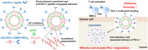 Photo-induced crosslinked and anti-PD-L1 peptide incorporated liposomes to promote PD-L1 multivalent binding for effective immune checkpoint blockade therapy