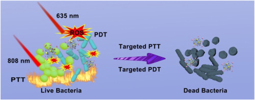 Phenylboronic acid-functionalized BSA@CuS@PpIX nanoparticles for enhanced antibacterial photodynamic/photothermal therapy