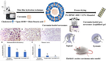 Tailoring of topically applied curcumin loaded pro-novasomes for skin cancer treatment: In-vitro characterization, statistical optimization and histopathological assessment of subcutaneous Ehrlich carcinoma mice model