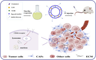 Hyaluronic acid-modified liposomes Co-encapsulating curcumin and mifepristone to enhance anti-breast cancer efficacy