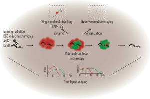 Multi-scale cellular imaging of DNA double strand break repair