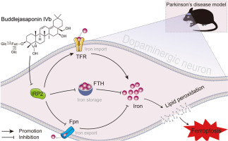 Buddlejasaponin IVb ameliorates ferroptosis of dopaminergic neuron by suppressing IRP2-mediated iron overload in Parkinson's disease