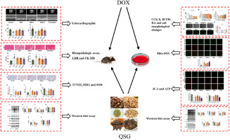 Qishen granule attenuates doxorubicin-induced cardiotoxicity by protecting mitochondrial function and reducing oxidative stress through regulation of Sirtuin3