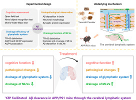 Yuanzhi powder facilitated Aβ clearance in APP/PS1 mice: Target to the drainage of glymphatic system and meningeal lymphatic vessels
